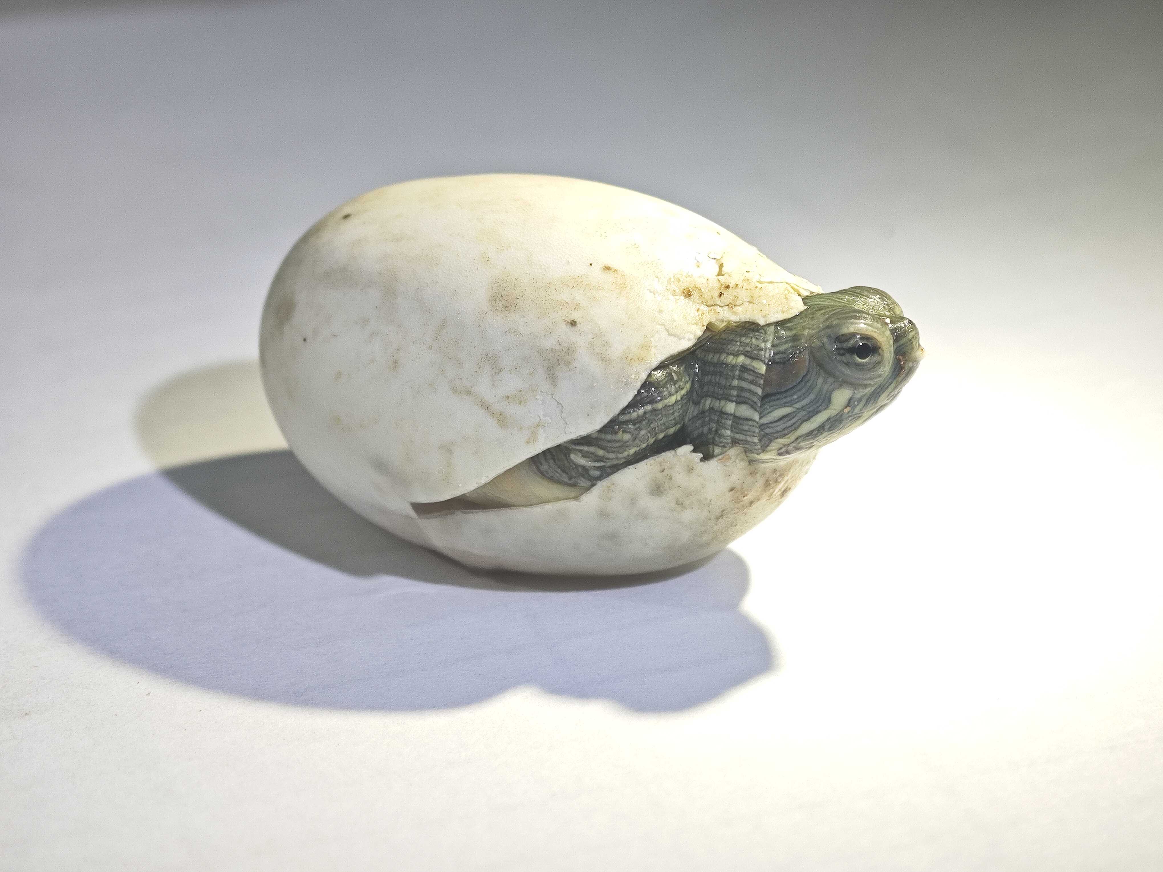 Study Reveals New Female-determining Pathway in Turtles