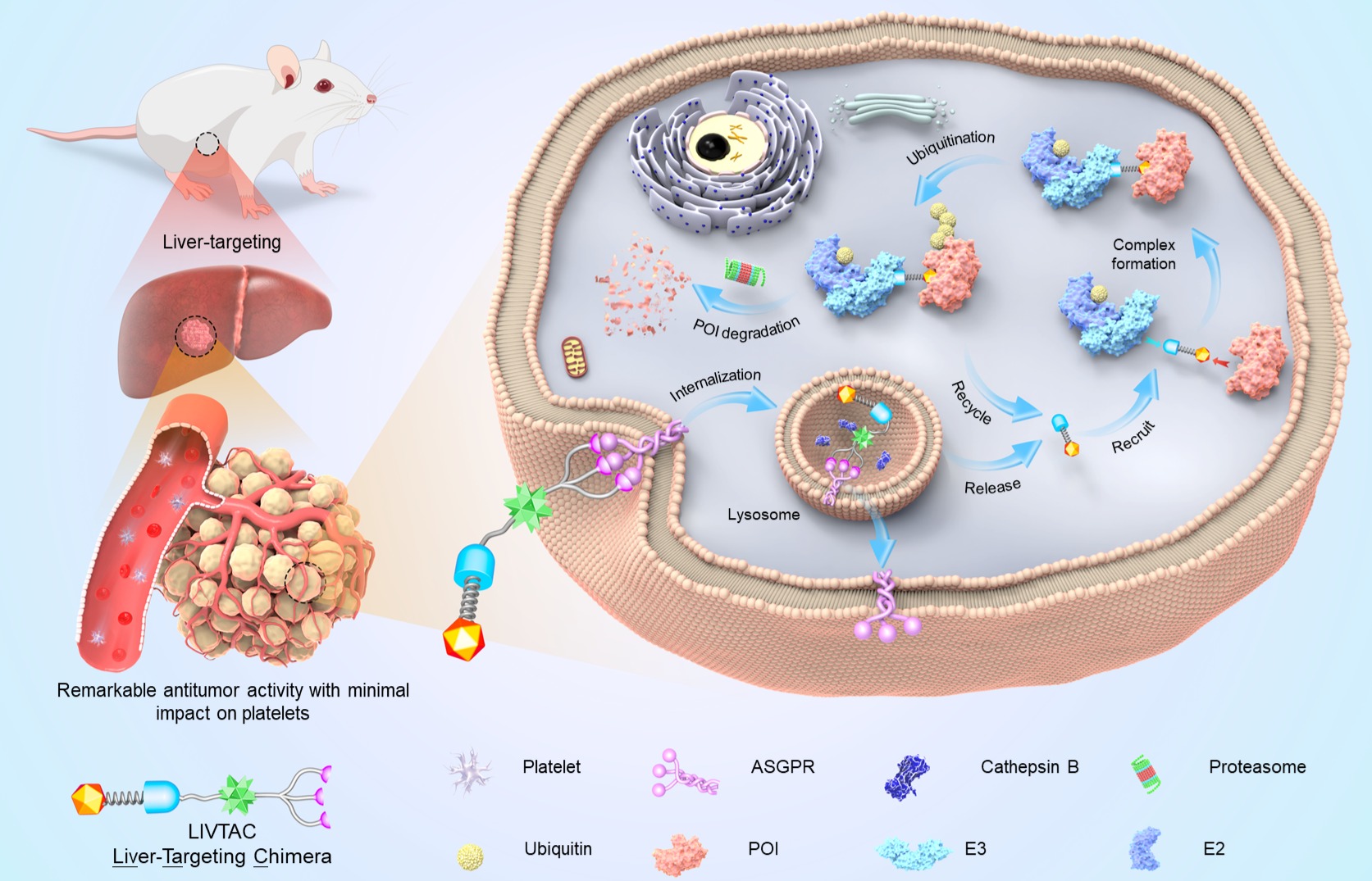 Novel Strategy to Develop Liver-targeting Chimeras for Liver Disease Treatment
