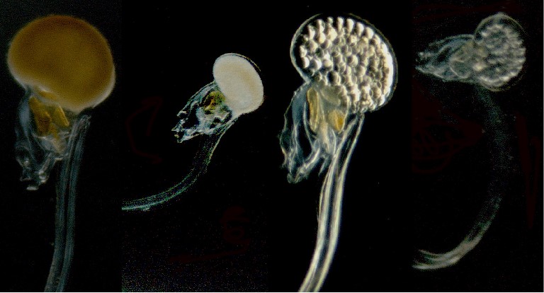 Study Sheds Light on Potential Impacts of Bisphenol Contaminants on Marine Appendicularians