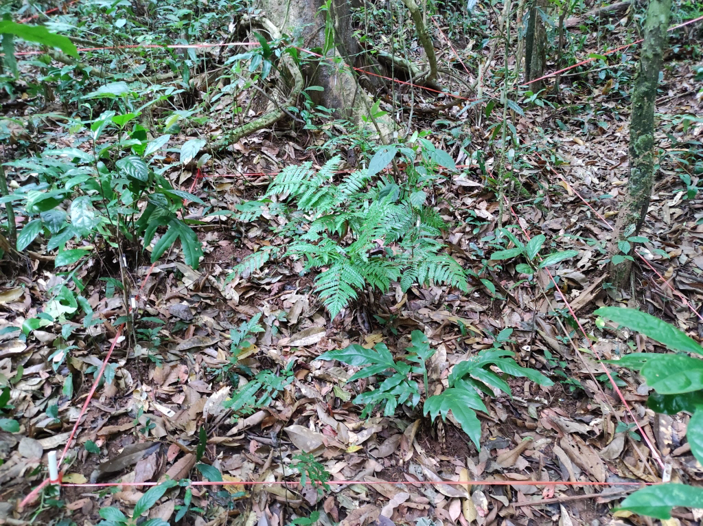 Biomass Allocation and Soil Fertility Play Crucial Role in Determining Seedling Demographic Trade-offs in Tropical Forests