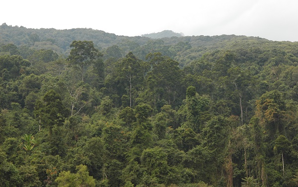 Conspecific Negative Density Dependence Highly Variable among Different Species and over Time: Study<br/>