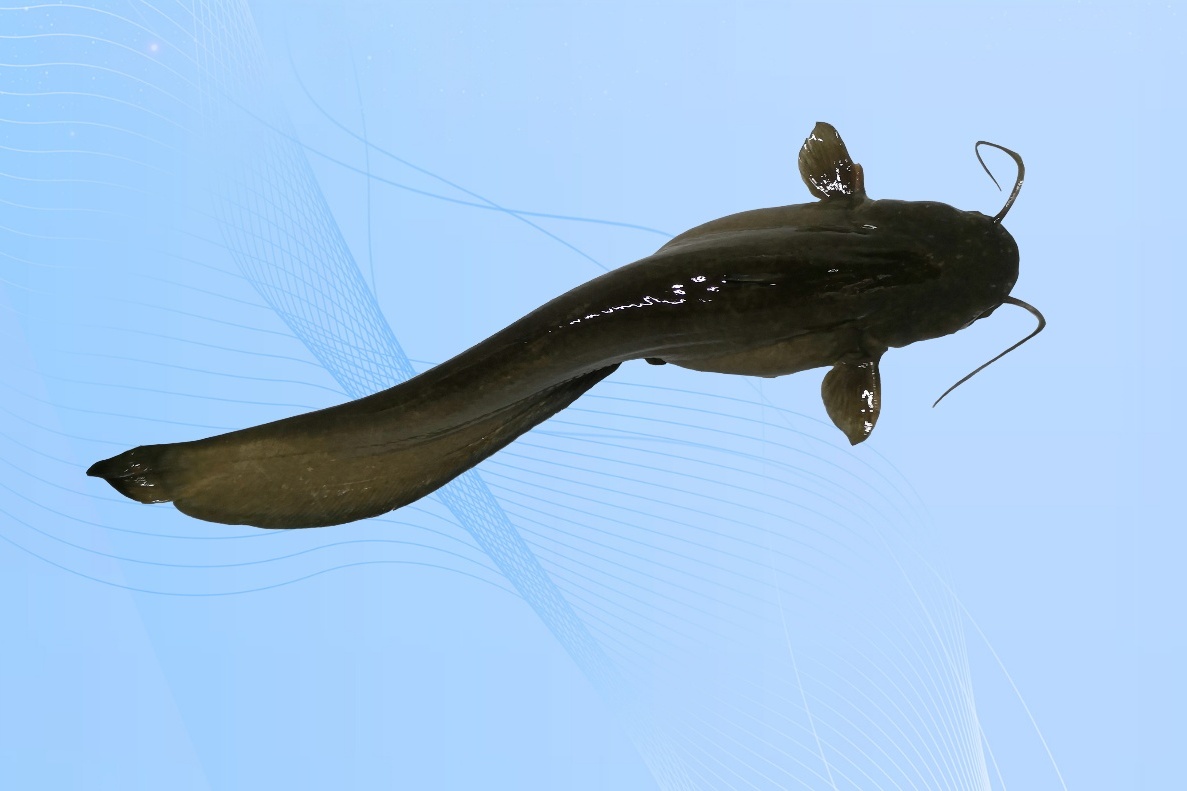 Genomic Anatomy of Homozygous XX Females and YY Males Reveals Early Evolutionary Trajectory of Sex-determining Gene and Sex Chromosomes in Silurus Fishes