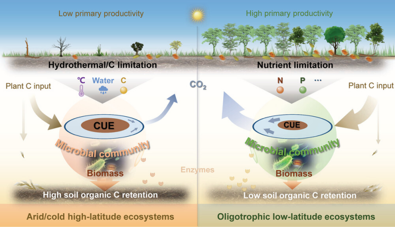 Study: Limiting Resources Modulate Global Patterns of Microbial Carbon Use Efficiency