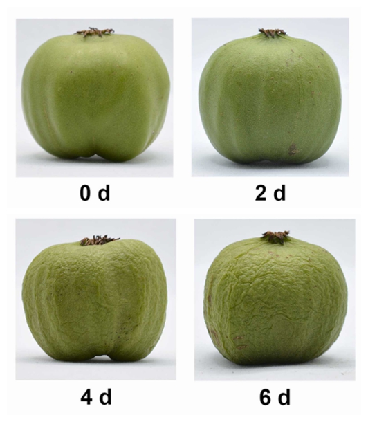 Study Identifies Gene Factor Regulating Postharvest Fruit Softening of Kiwiberry