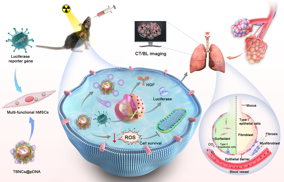 Novel Approach Provides Visualized Idiopathic Pulmonary Fibrosis Therapy by Transplanting Engineered Mesenchymal Stem Cells