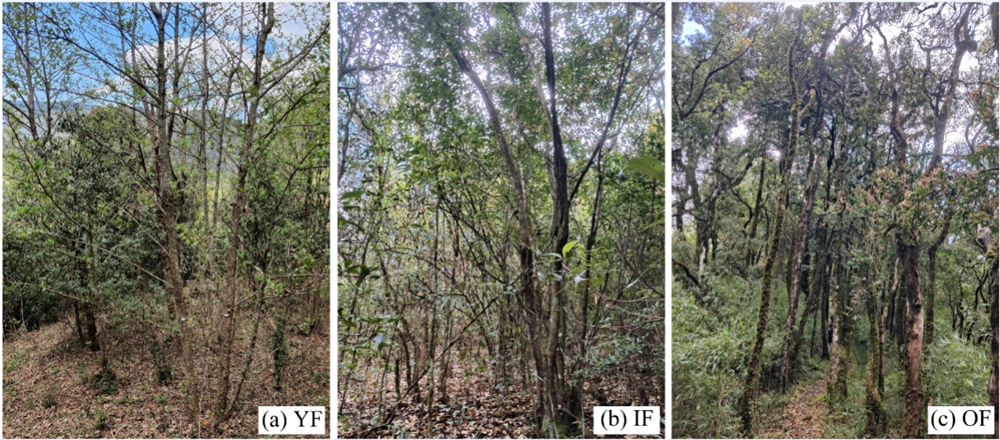 Trees Adapt to Changing Environment by Adjusting Trait Modules: Study