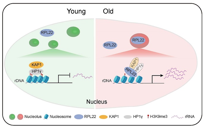 Ribosomal Protein RPL22 Drives Human Stem Cell Aging: Study