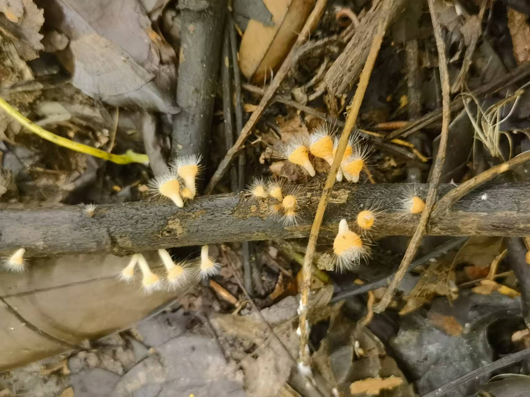 Invertebrates Increase Wood Decomposition by 40% Or So: Study