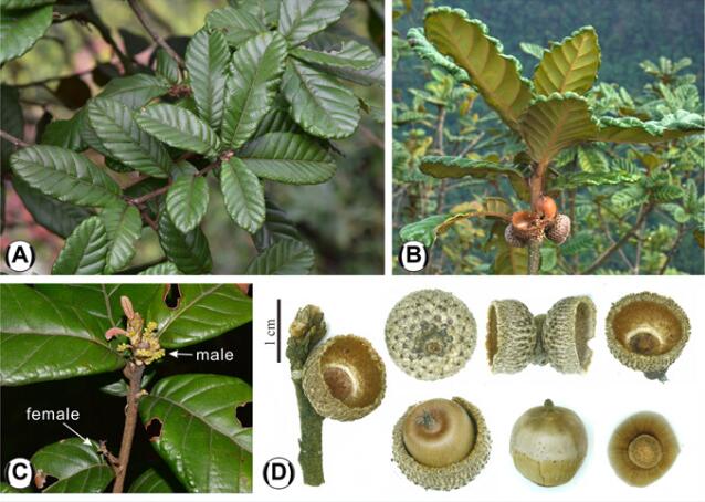 New Oak Species Found in Guangxi