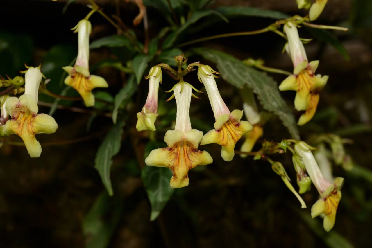 New Species of <em>Lysionotus</em> Reported from Yunnan