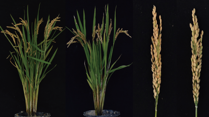 Researchers Establish New Synthetic Apomixis System with Rice Endogenous Genes