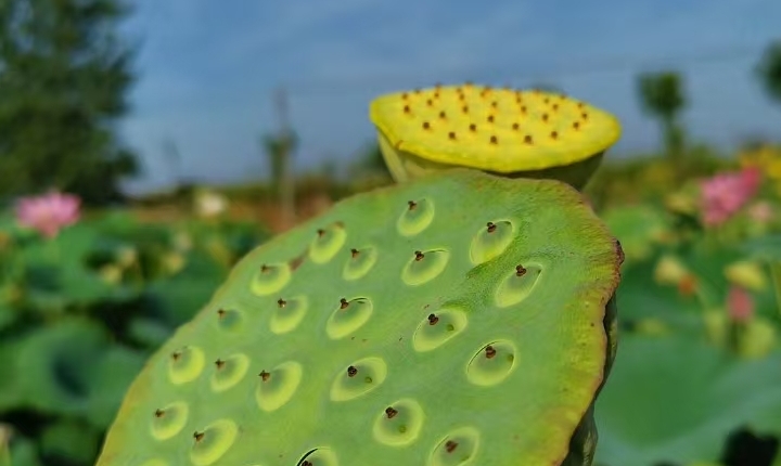 What Makes Lotus Seeds So Long-lived?<br/>