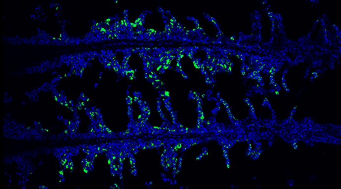 Seabuckthorn and Gallic Acid Found to Enhance Fish Mucosal Immunity and Disease Resistance