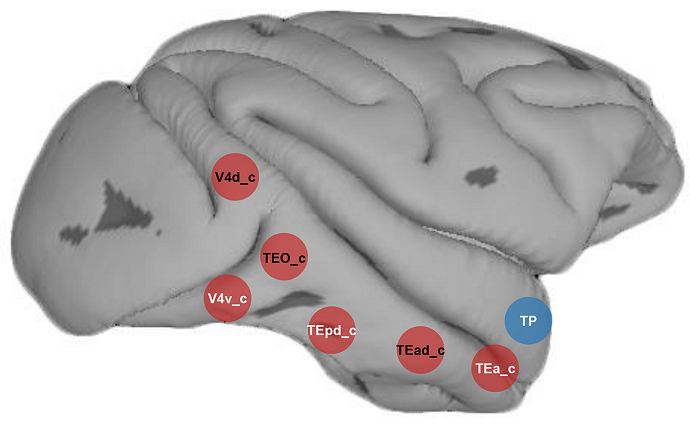 How Do Macaque Brains Represent Object Color Knowledge?