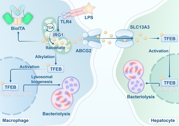 Scientists Review Role of Itaconate in Immune Responses