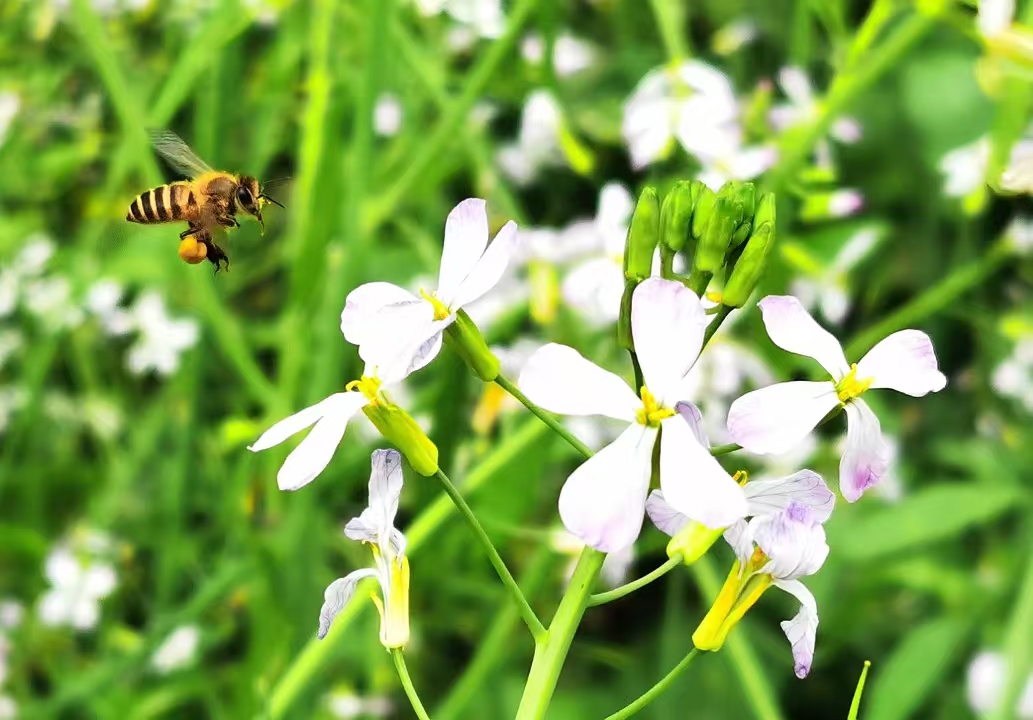 Dopamine Mediates Fear Responses of Honeybees to Predators