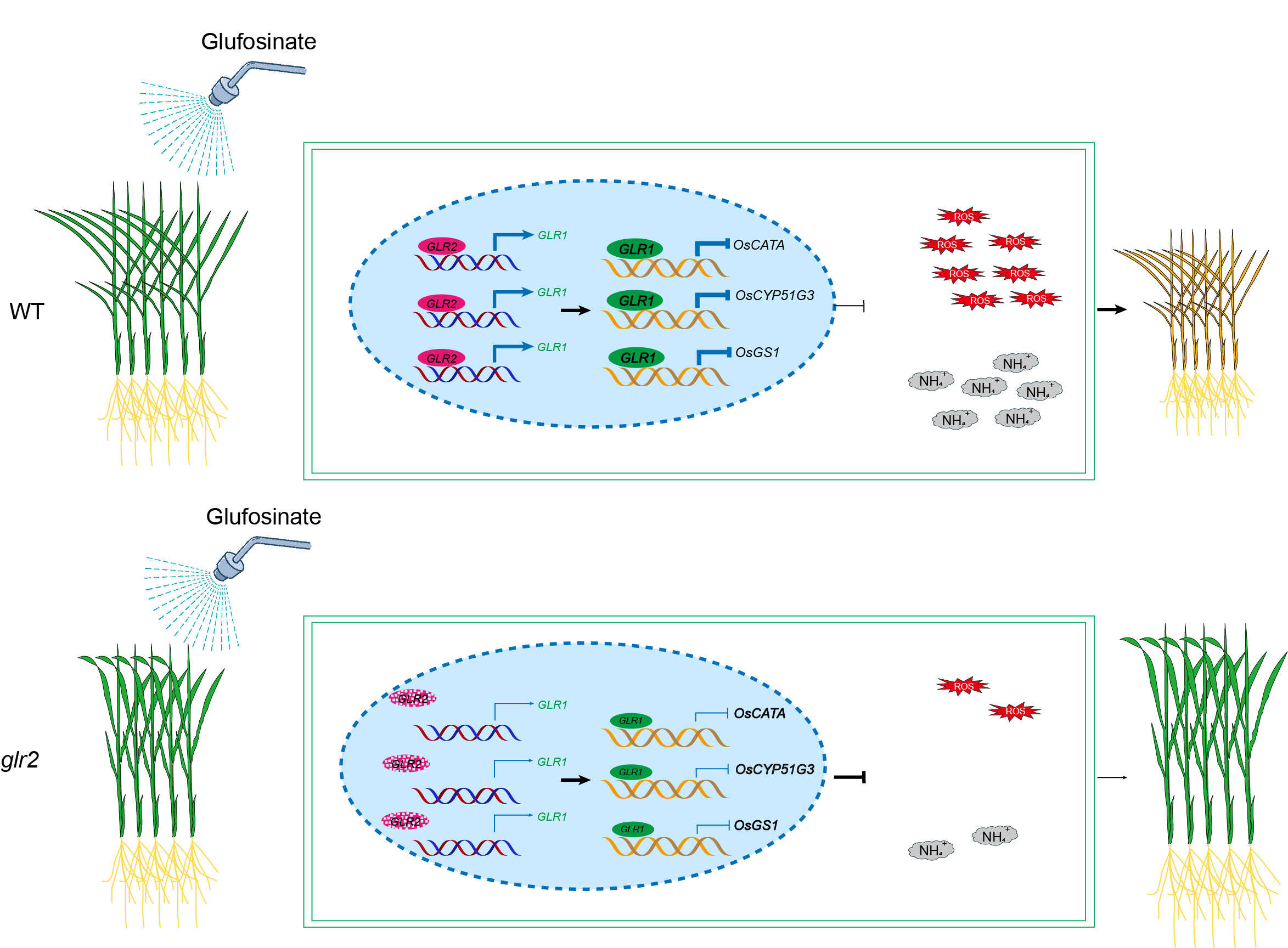 Key Gene Found to Boost Herbicide Resistance and Salt Tolerance in Rice