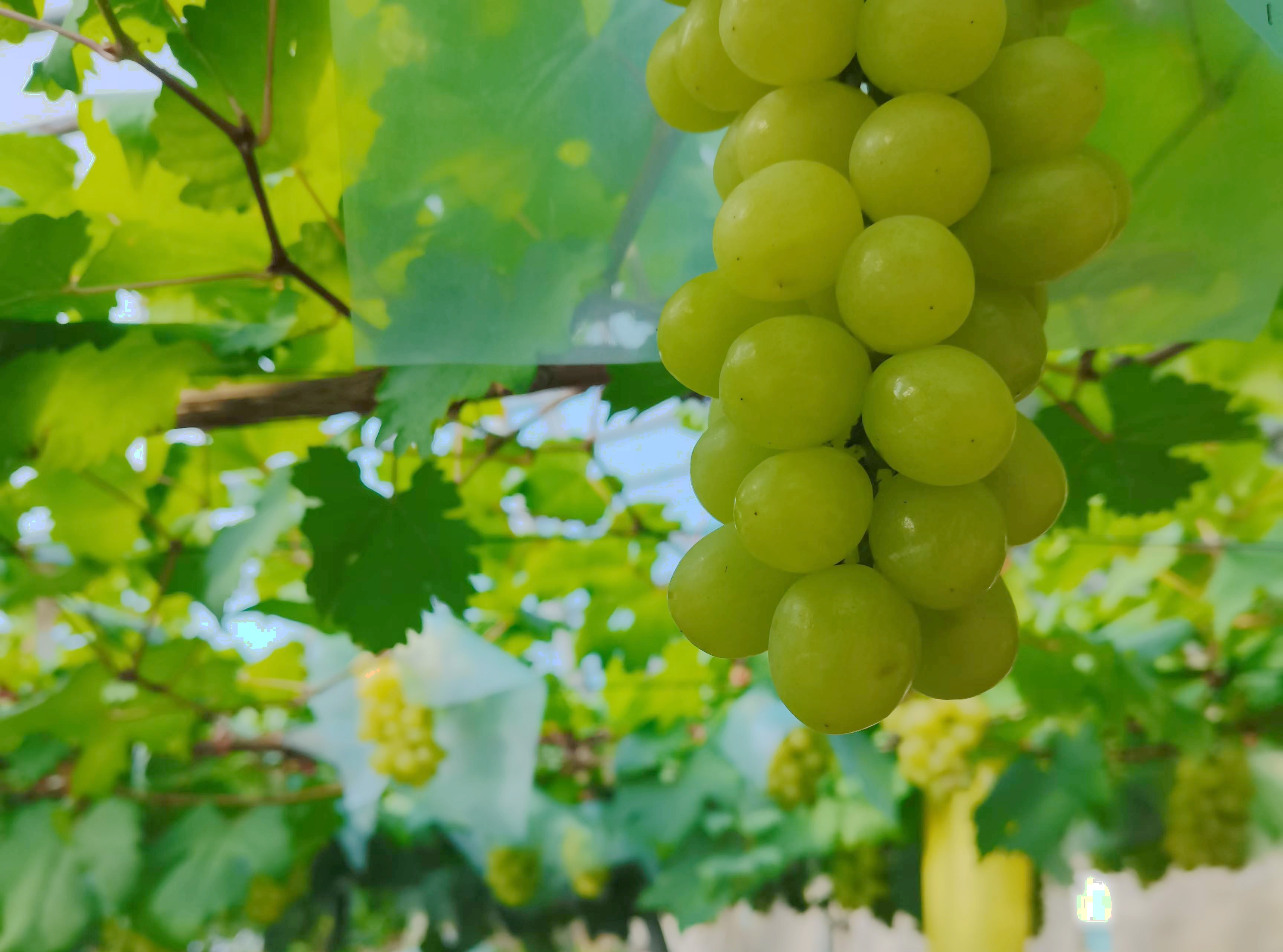 Researchers Reveal Molecular Mechanism of Sugar Accumulation in Grape Berries