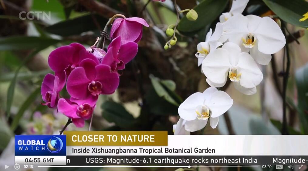 Closer to Nature: Inside Xishuangbanna Tropical Botanical Garden