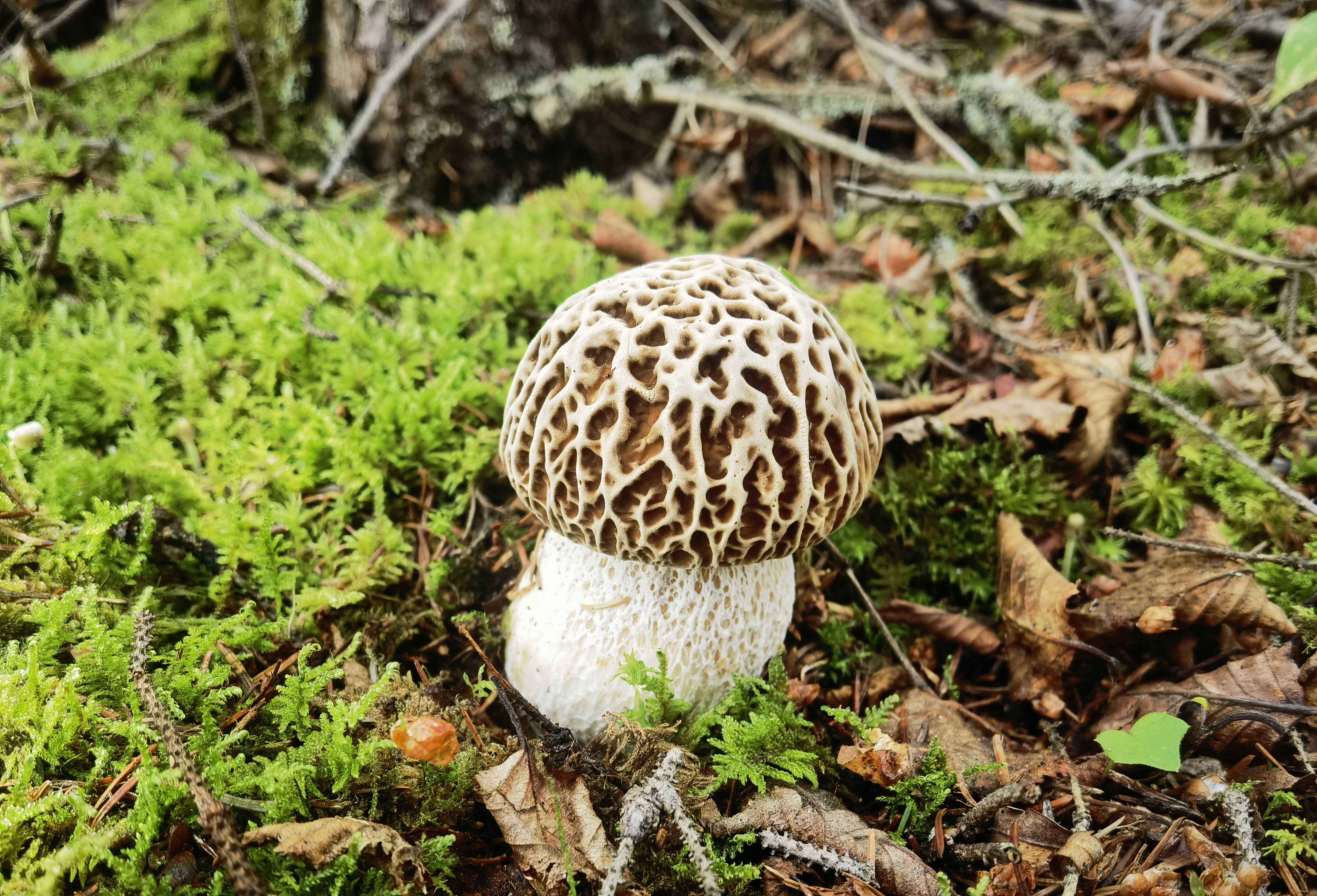 <div>China Unveils 2026 Biodiversity Catalogue, Expanding Global Access to Life Data</div>