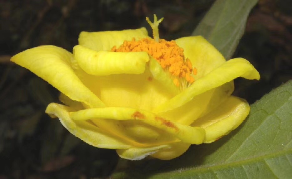 A Rare Yellow Camellia Found in SW China