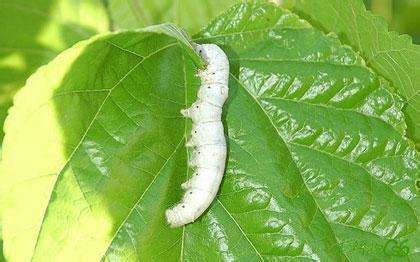 Research Reveals Why Silkworms Feed on Mulberry Leaves