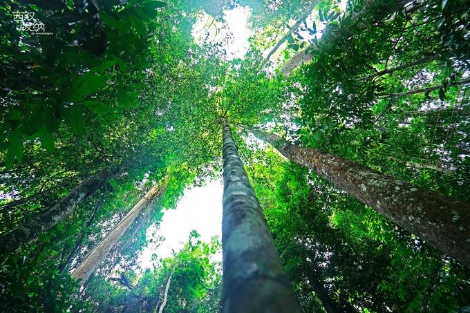 Chinese Research Reveals Factors Setting Maximum Plant Height