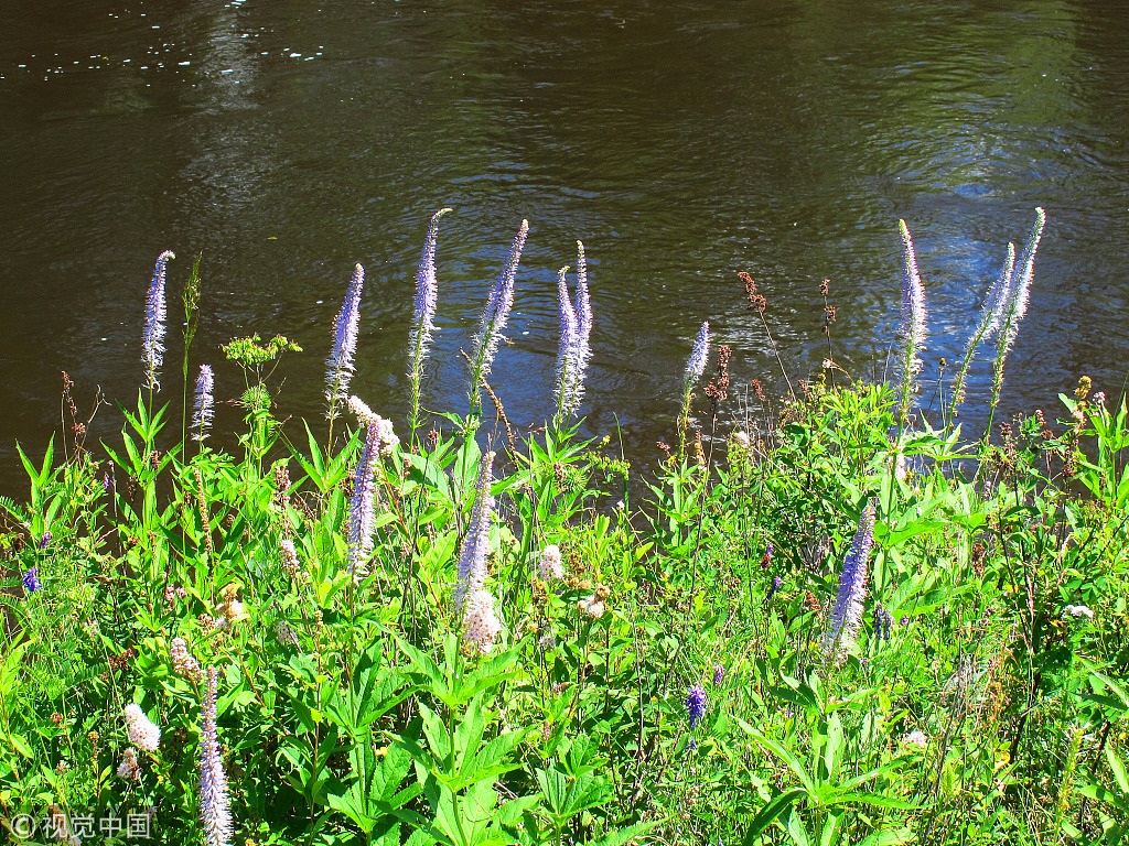 Tropical Vegetation Water Uptake Varies in Dry, Rainy Seasons on River Bank: Research