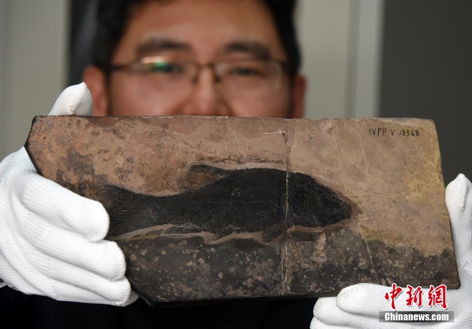 Chinese Scientists Identify New Fish Genus Living 244 Million Years Ago