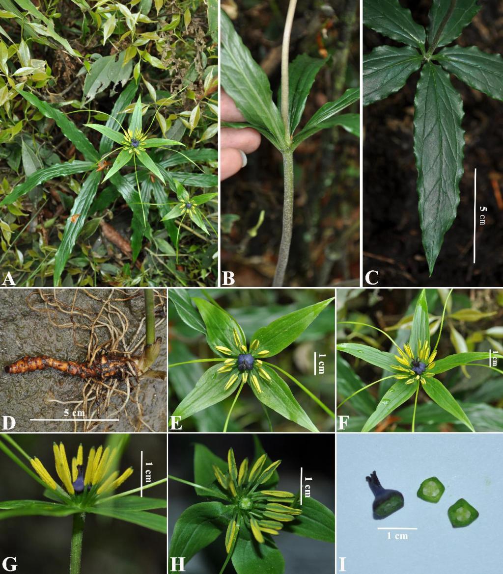 New Paris Species Named after Chinese Botanist