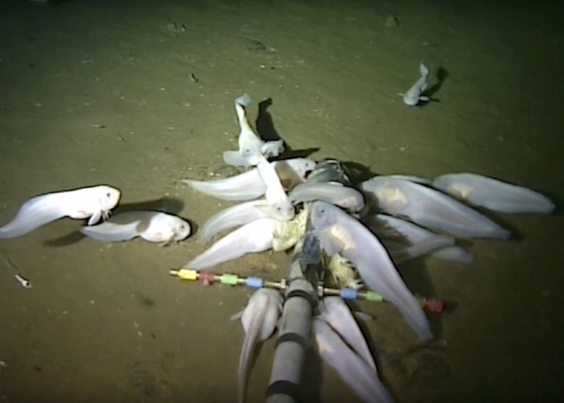 Snailfish from the Mariana Trench Reveal Clues about Living Life under Pressure