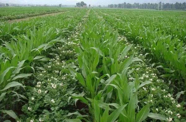 Intercropping in China Offers both Environmental, Economic Benefits