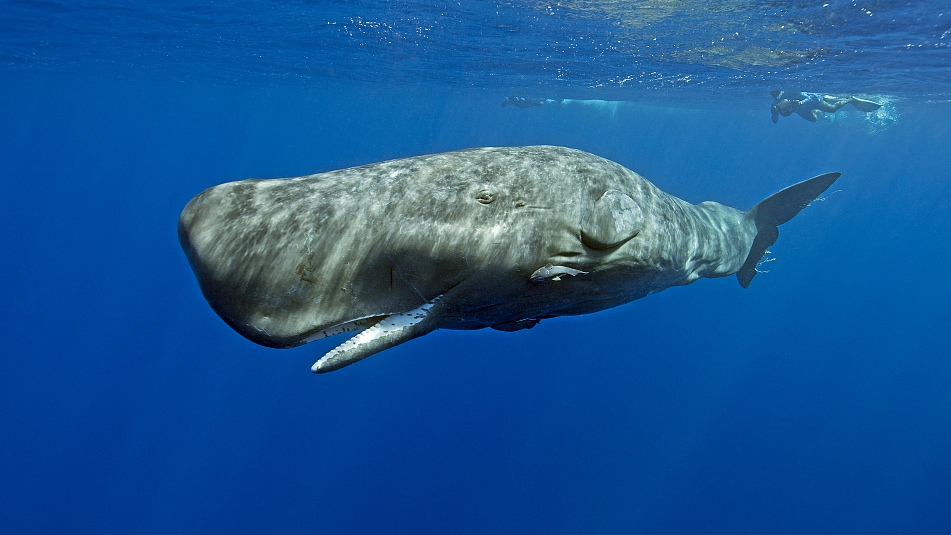 Rare Cetacean Species Including Sperm Whale Spotted in South China Sea