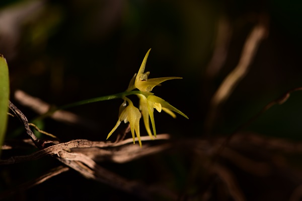 New Species of Orchid Discovered in Tibet