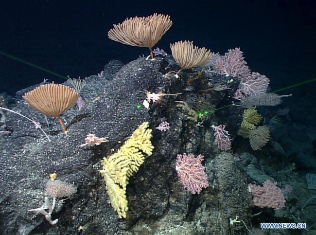 Chinese Scientists Discover 