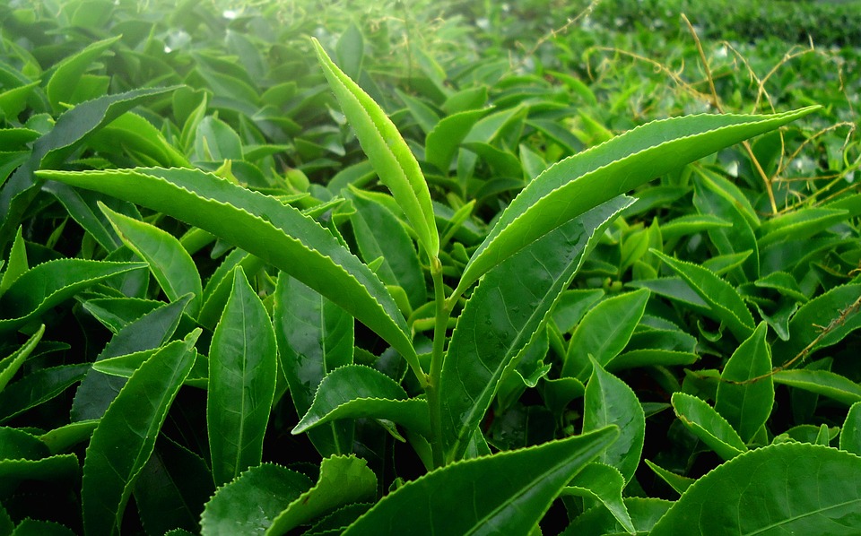 Kenya, China to Cooperate in Developing New Tea Varieties
