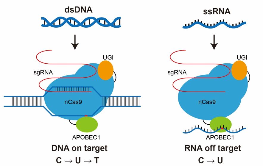 gene editing;DNA;RNA gene editing;DNA;RNA