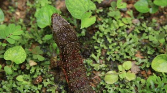 Captive-bred Chinese Crocodile Lizards Released into the Wild in S China