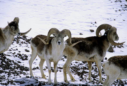 China Strengthens Efforts to Protect Marco Polo Sheep