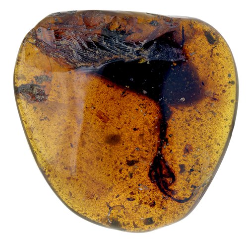 Scientists Find New Bird Fossil with An Unusually Long Toe in Myanmar