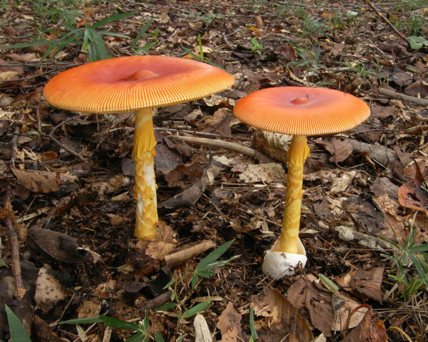 Fungi Need Industrial Production: Research