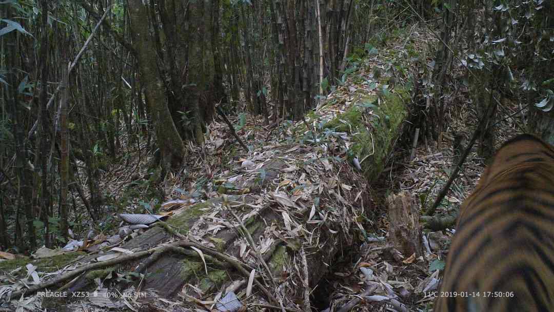 Signs of Bengal Tigers Spotted in SW China