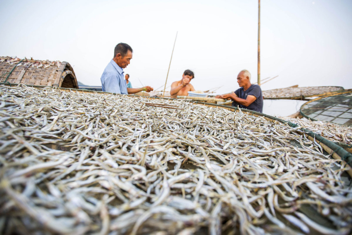 China Launches Project to Foster Fish Gene Research