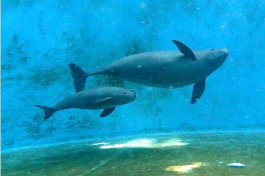 Breeding Project of Endangered Porpoise Sees Success