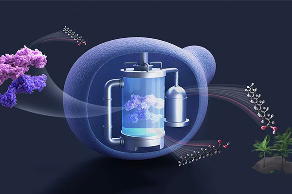 Researchers Achieve Chain-length Control of Fatty Acid Biosynthesis in Yeast