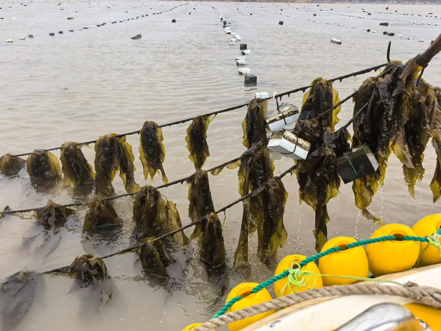 Researchers Cultivate Commercial-Grade Wakame in Subtropical Fujian via Clonal Seedlings