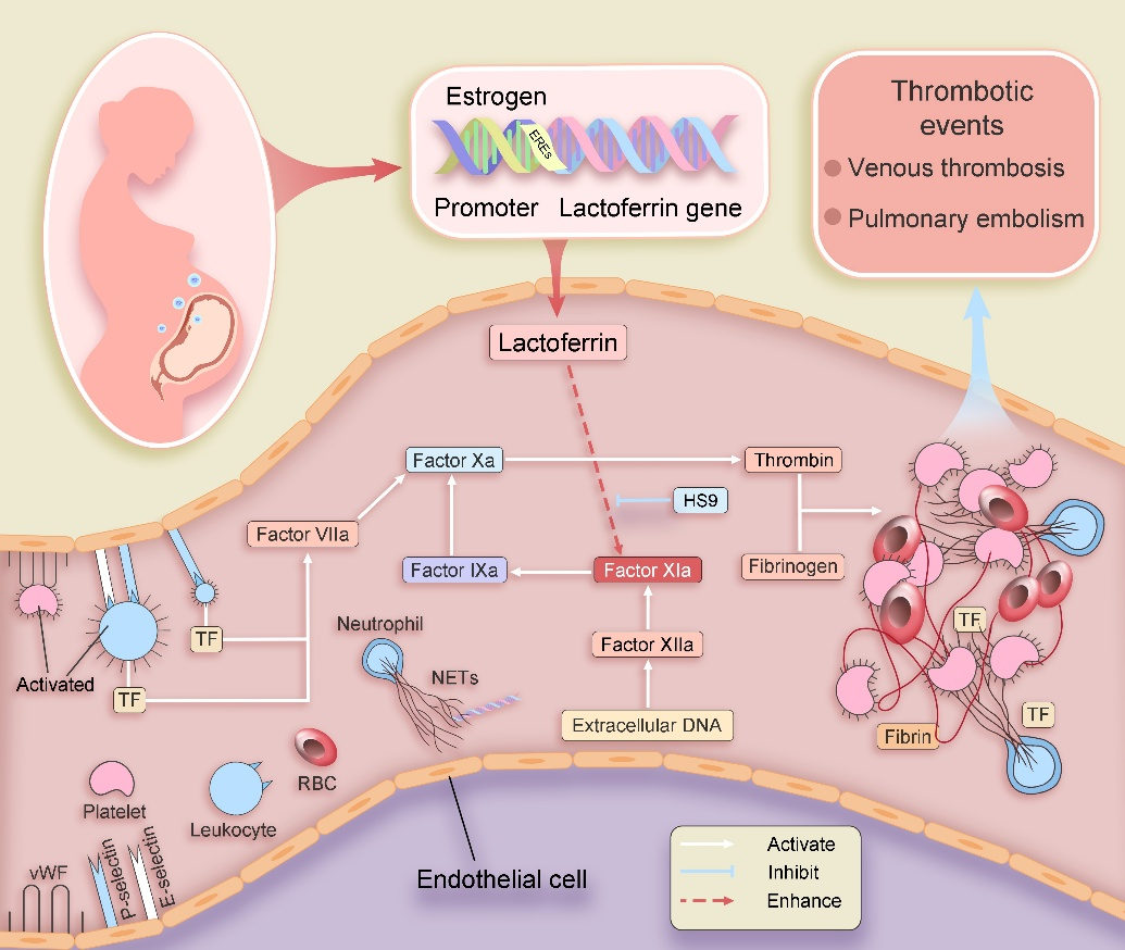 Study Identifies Lactoferrin as Key Regulator of Perinatal Coagulation Homeostasis
