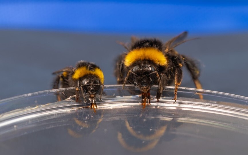 Bumblebee Tongue Microstructure Explains Colony Foraging Division of Labor