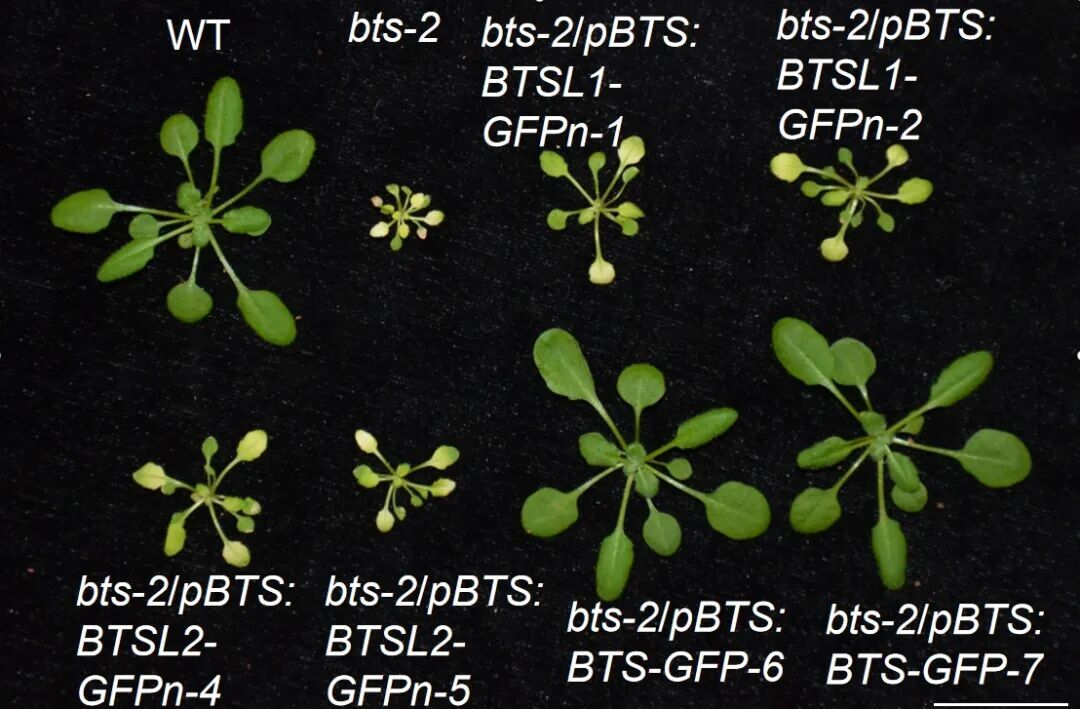 How Protein Network Cooperatively Regulates Iron Balance in Plants