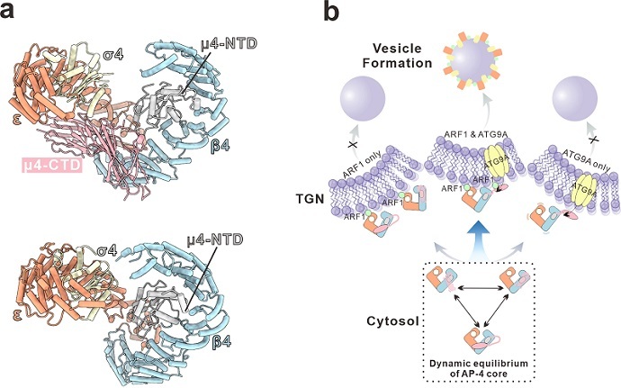 Cryo-EM Structures Reveal Conformational Dynamics Behind AP-4 Membrane Trafficking
